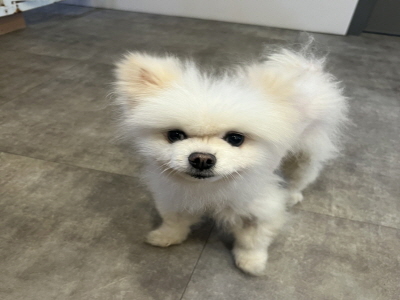 종료(반환) 포메라…